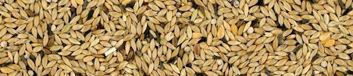 MANITOBA KANARČKI T3 PLATINO 20KG