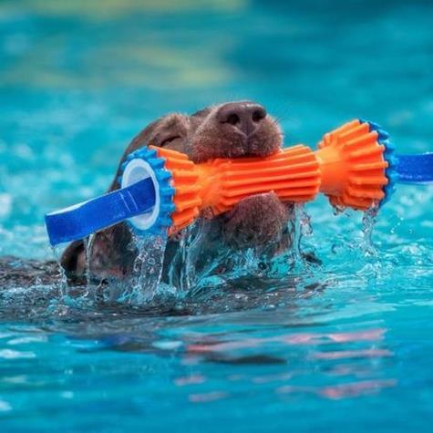 CHUCKIT RUGGED BUMPER SMALL 20CM