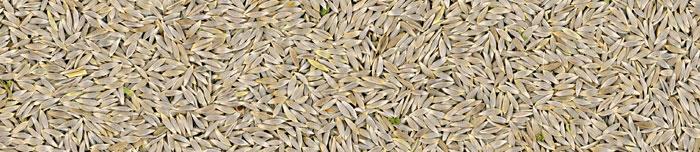 MANITOBA SOLATA BIANCA 1KG