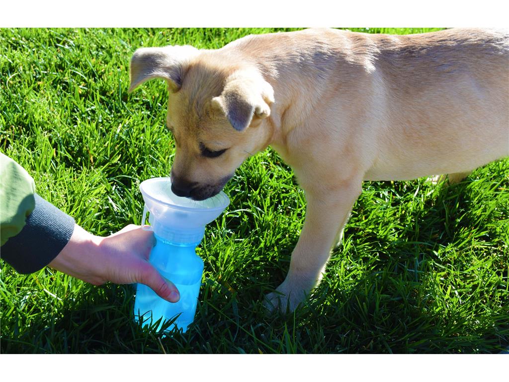 Highwave Auto Dog Mug - Plastenka za vodo - majhna, modra