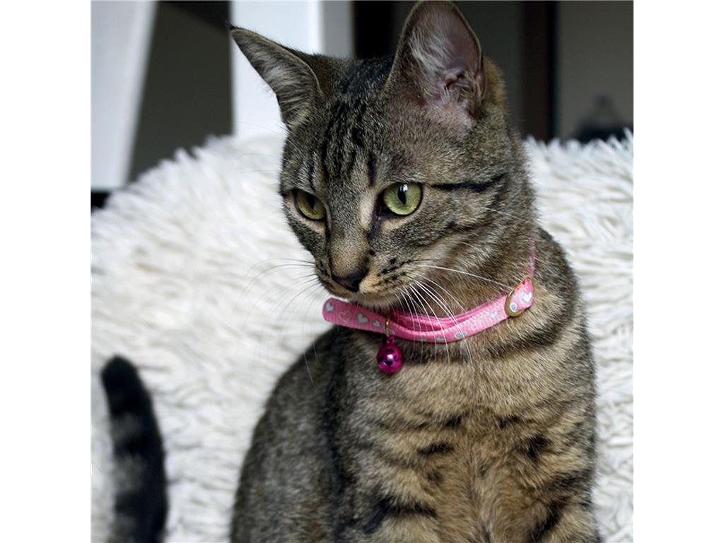 DOGGY OVRATNICA ZA MUCE PINK