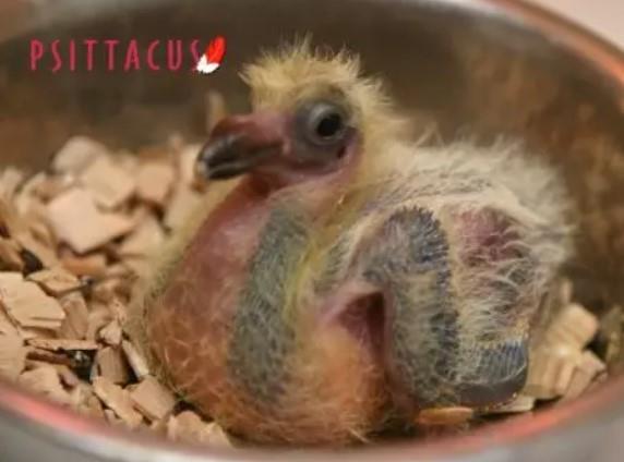 PSITTACUS PIGEON HAND FEEDING 1KG