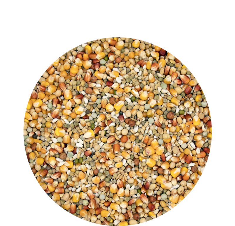 VL SUPERSTAR PLUS IC GOLOBI 20KG