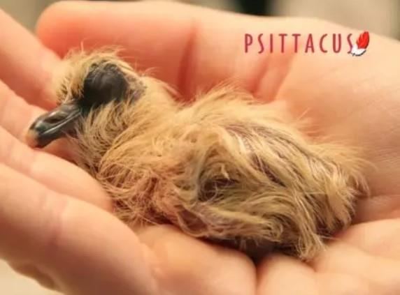 PSITTACUS PIGEON CROP MILK 500G