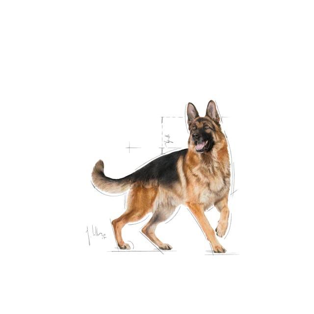 Royal Canin German Shepherd, 11kg