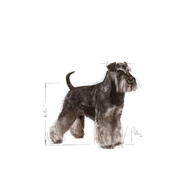 Royal Canin Miniature Schnauzer Adult, 3kg