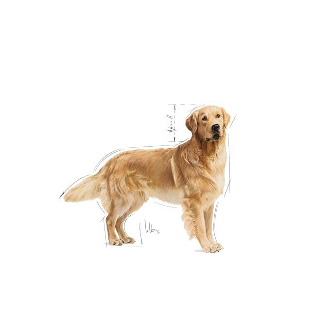 Royal Canin Golden Retriever 12kg