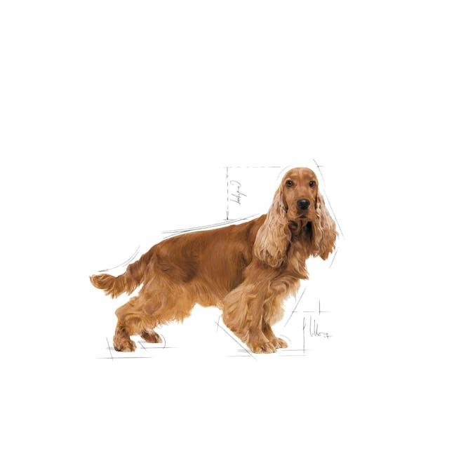 Royal Canin COCKER 3kg