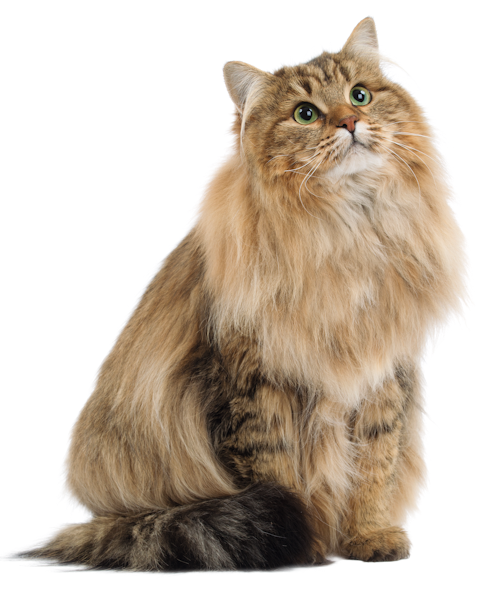 Royal Canin Instinctive vrečka 85g - v želeju