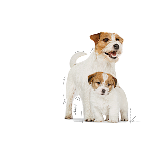 Royal Canin STARTER Mother & Babydog – Ultra soft mousse