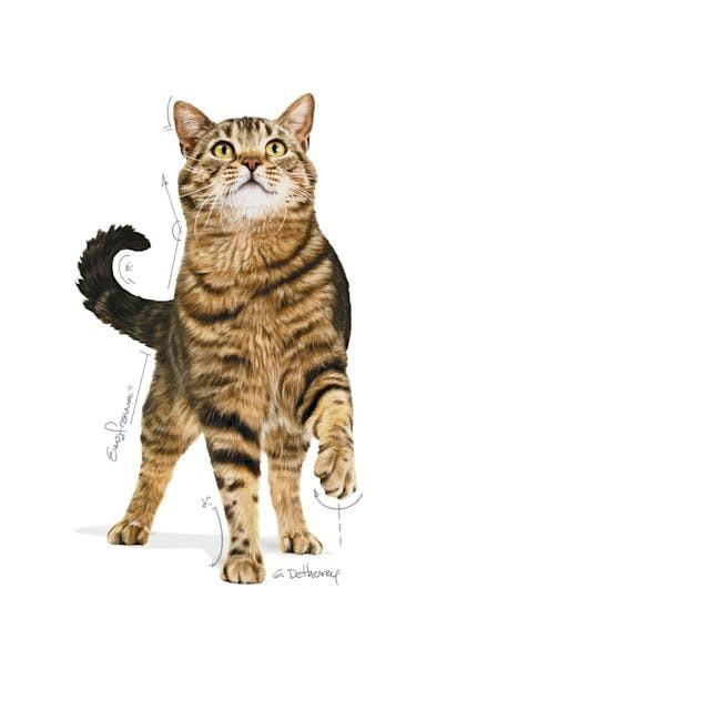 Royal Canin Steralised Apetit control 2kg