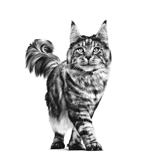 Royal Canin Cat Gastrointestinal vrečka 85g