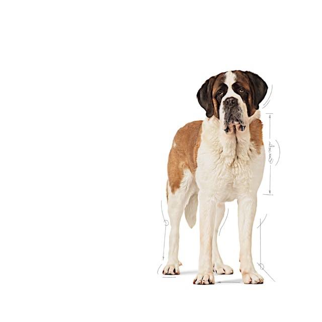 Royal Canin JUNIOR - GIANT 15kg