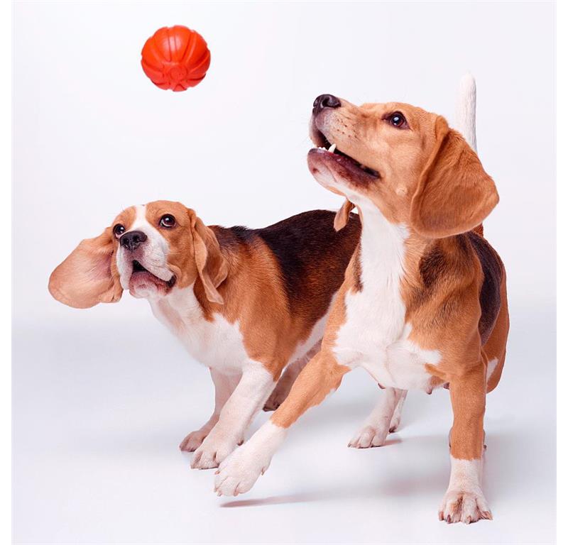 LIKER 7 žoga za pse