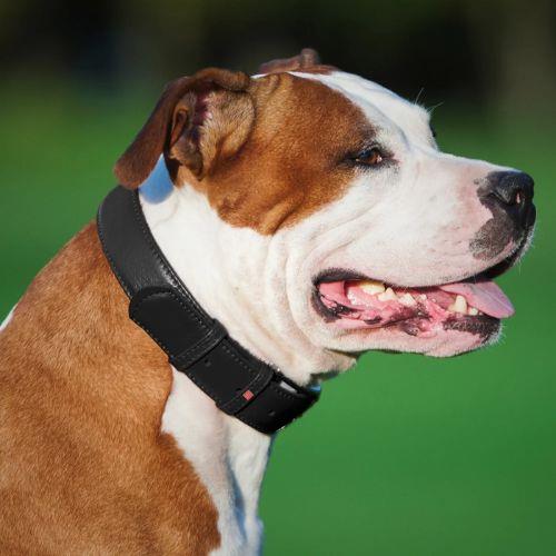 Waudog Glamour usnjena ovratnica - ČRNA