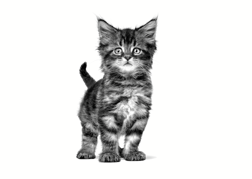 Royal Canin GASTROINTERSTINAL Kitten