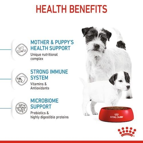 Royal Canin STARTER Mother & Babydog - MINI