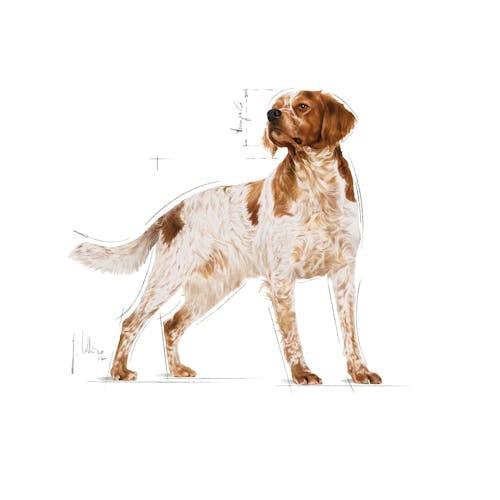 Royal Canin MEDIUM Adult