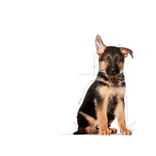 Royal Canin PUPPY MAXI