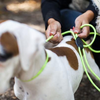 Doogy Reflektivni povodec – 2v1 - MODER