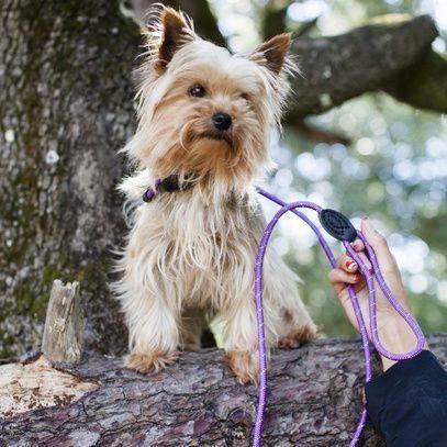 Doogy Reflektivni povodec – 2v1 - MODER