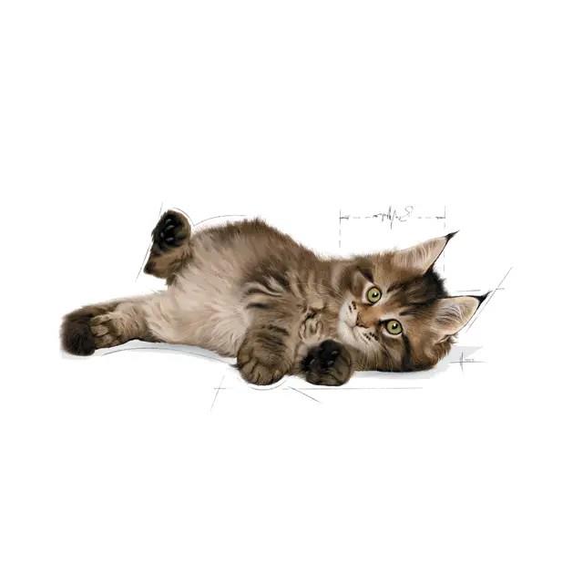 ROY.MAINCOON KITTEN 2KG