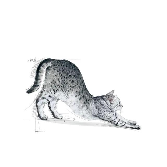 Royal Canin Indoor 400g