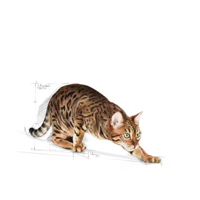 Royal Canin Indoor OUTDOOR