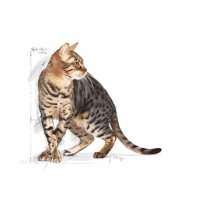 Royal Canin Outdoor +7 2kg