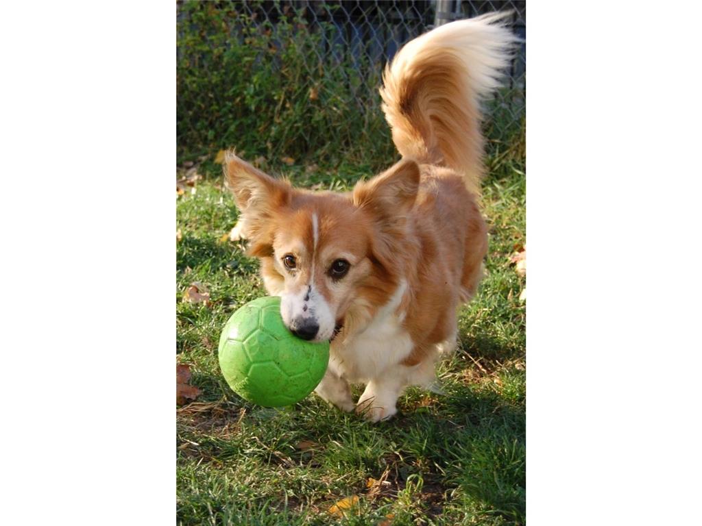 JOLLY Soccer Ball - ZELENA