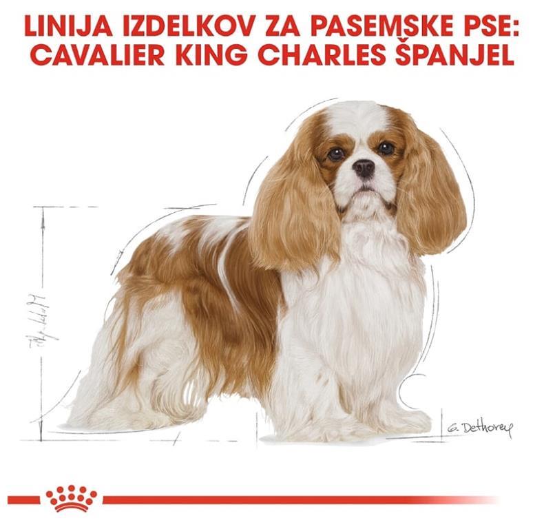 Royal Canin Cavalier King Charles