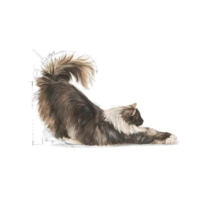 Royal Canin Indoor Long Hair