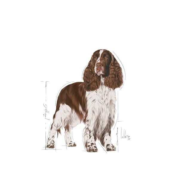 Royal Canin MEDIUM LIGHT WEIGHT CARE