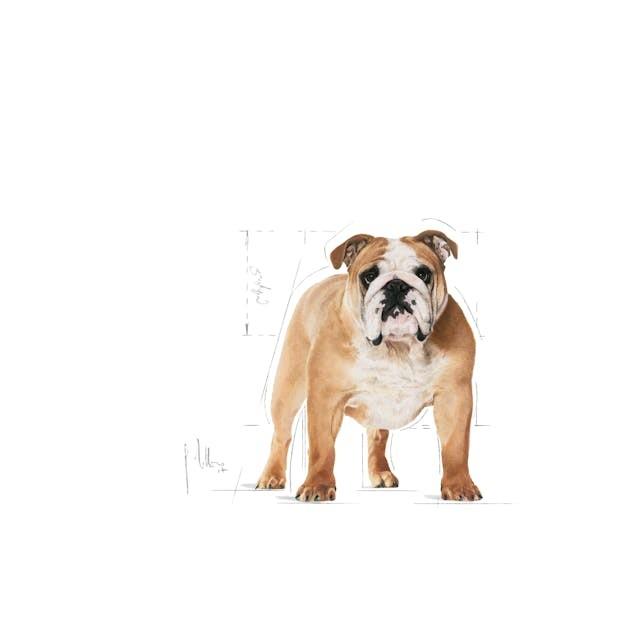 Royal Canin BULLDOG, 3kg