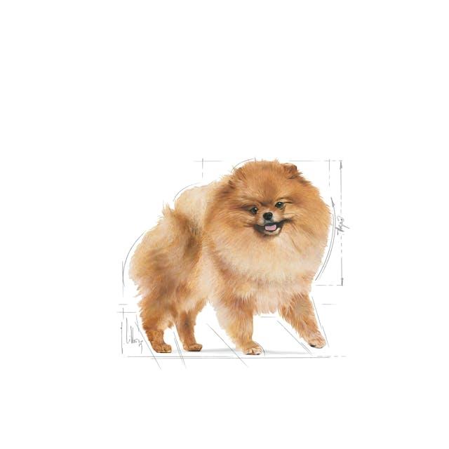Royal Canin Pomeranian Adult, 1,5kg
