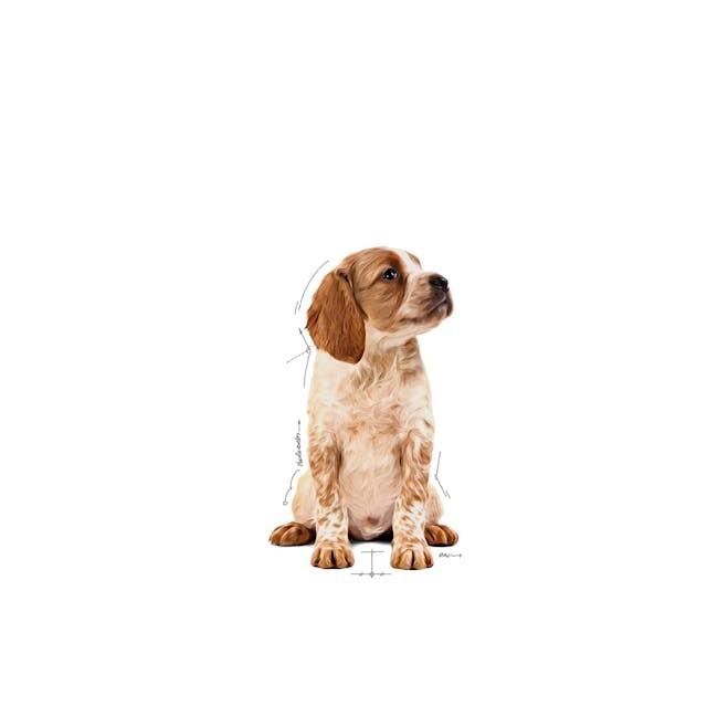 Royal Canin PUPPY - MEDIUM 140g