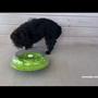 Nina Ottosson - WOBBLE BOWL Nina Ottosson - WOBBLE BOWL